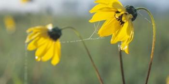 Yellow Wild Flowers And Web | Obraz na stenu