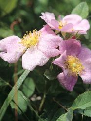 Pink And Yellow Flowers And Dew | Obraz na stenu