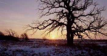Sunset And Tree Silhouettes In Snow I | Obraz na stenu