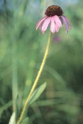 Wild Pink Flower in Grass | Obraz na stenu