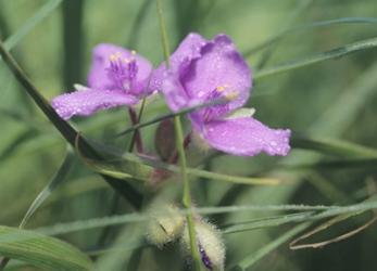 Wild Purple Flowers In Grass Blades | Obraz na stenu