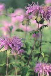 Wild Pink Flower Trio | Obraz na stenu