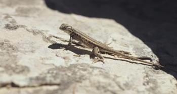Canyonland Small Lizard 19 | Obraz na stenu