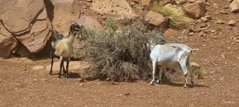 Monument Valley Goats 17 | Obraz na stenu