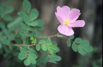 Theodore Roosevelt National Park Flower 63 | Obraz na stenu