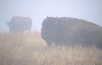 Theodore Roosevelt National Park Buffalo | Obraz na stenu