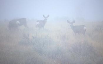 Theodore Roosevelt National Park Deer | Obraz na stenu