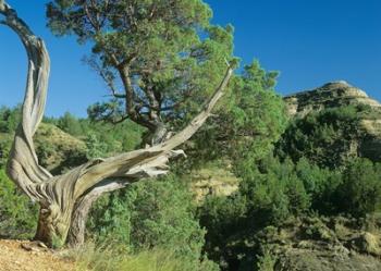 Theodore Roosevelt National Park 40 | Obraz na stenu