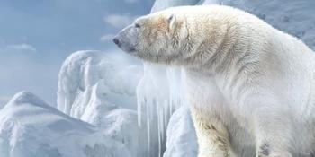 Arctic Frost Bear | Obraz na stenu