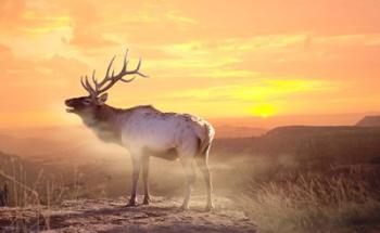 Elk Sunrise In The Badlands | Obraz na stenu