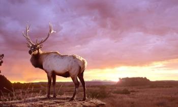 Elk Sunrise In Canyonland | Obraz na stenu