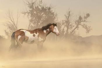 Misty River Horse | Obraz na stenu