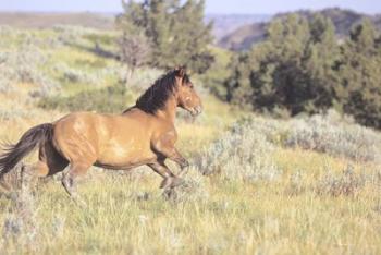 Wild Horses 1 | Obraz na stenu