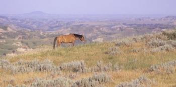 Wild Horses 14 | Obraz na stenu