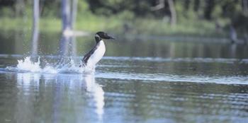 Common Loon 1 | Obraz na stenu