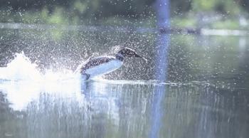 Common Loon 2 | Obraz na stenu