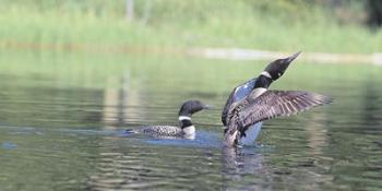 Common Loon 3 | Obraz na stenu