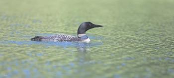 Common Loon 4 | Obraz na stenu