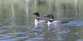 Common Loon 5 | Obraz na stenu