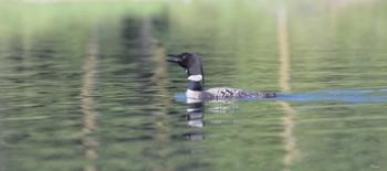 Common Loon 6 | Obraz na stenu