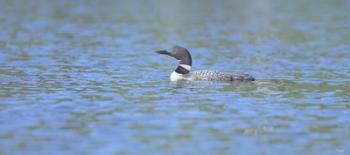 Common Loon 7 | Obraz na stenu