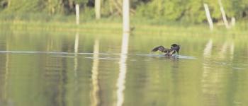 Common Loon 8 | Obraz na stenu