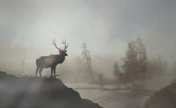 Yellowstone Elk | Obraz na stenu