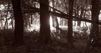 Woods And Sunlight II | Obraz na stenu