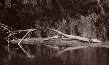 Lake And Fallen Tree Reflection | Obraz na stenu