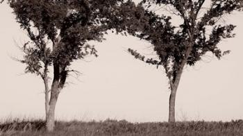 Two Trees In Field Black And White | Obraz na stenu