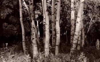 Birch In Woods Black And White | Obraz na stenu