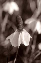 White Flower Bloom Black And White II | Obraz na stenu