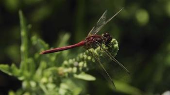 Shades Of Nature Red Dragonfly | Obraz na stenu