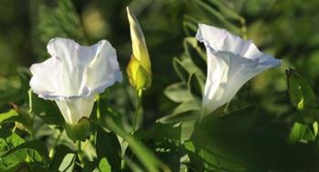 Shades Of Nature White Flower Duo | Obraz na stenu