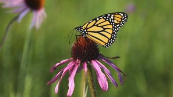 Shades Of Nature Butterfly And Flower I | Obraz na stenu