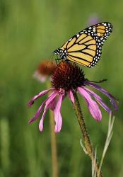 Shades Of Nature Butterfly And Flower II | Obraz na stenu