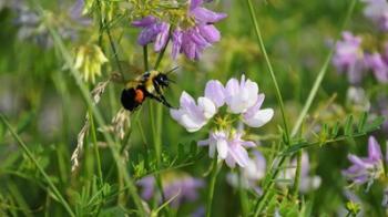 Shades Of Nature Bee And Flowers I | Obraz na stenu