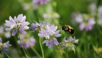 Shades Of Nature Bee And Flowers II | Obraz na stenu