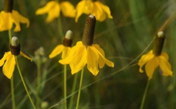 Shades Of Nature Yellow Flowers Green Center III | Obraz na stenu