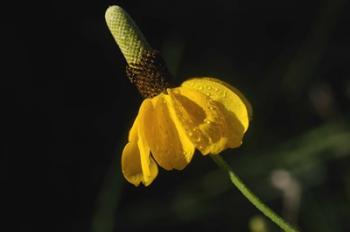 Shades Of Nature Yellow Flower Green Center | Obraz na stenu