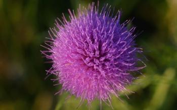 Shades Of Nature Purple Spiked Flower I | Obraz na stenu