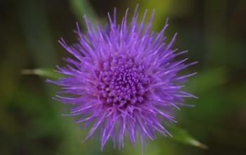 Shades Of Nature Purple Spiked Flower II | Obraz na stenu