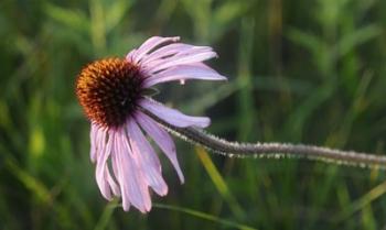 Shades Of Nature Lavender And Red Bloom I | Obraz na stenu