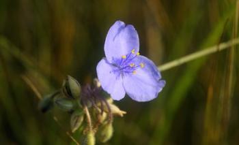 Shades Of Nature Purple Bloom And Buds | Obraz na stenu