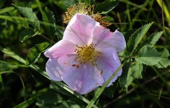 Shades Of Nature Pink And White Bloom On Green | Obraz na stenu