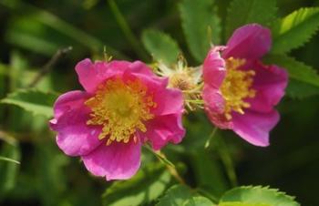 Shades Of Nature Pink And Yellow Bloom | Obraz na stenu