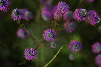 Shades Of Nature Purple Flowers On Green | Obraz na stenu