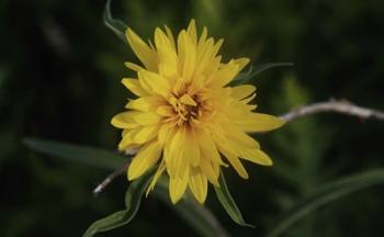 Shades Of Nature Yellow Flower On Branch | Obraz na stenu