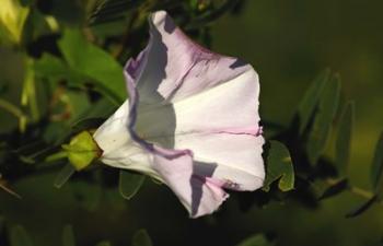 Shades Of Nature Lilac Flower on Green | Obraz na stenu