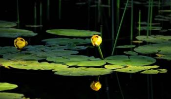 Shades Of Nature Yellow Water Lily I | Obraz na stenu